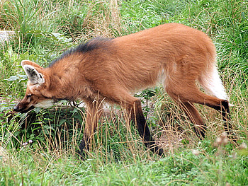 Maned Wolf, wolves, hunter, hyena, dogs, puppies, nature, predator, coyote HD wallpaper