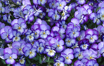 Pansies, pansy, summer, purple, white, skin, flower, texture, spring HD wallpaper