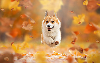 Corgi, Pets HD wallpaper