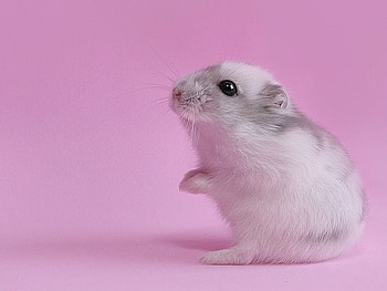 Herr Hildezart, cool, pet HD wallpaper