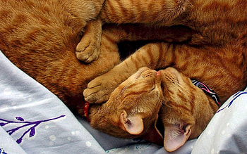Animals, Cats, Sleep, Dream, Collars HD wallpaper