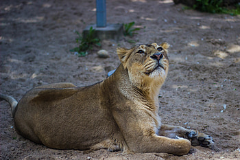 Animals, Lion, Predator, Big Cat, Lioness HD wallpaper