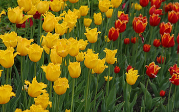 Flowers, Tulips, Flower Bed, Flowerbed, Terry HD wallpaper