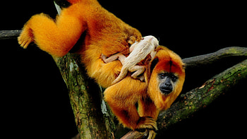 Mother and baby, Howler Monkey HD wallpaper