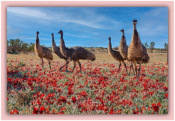 FRAMED BIRDS, BIRDS, NATURE, FRAMED HD wallpaper
