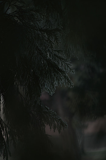 Plant, Dark, Branch, Needles HD phone wallpaper