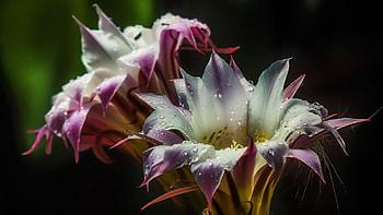 Cactus Flowers, drops, flowers, water, blossom HD wallpaper