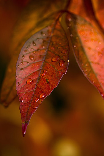 Autumn, Leaves, Drops, Macro, Veins HD phone wallpaper