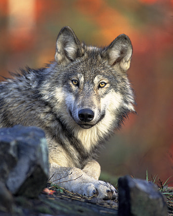Animals, Dog, Muzzle, Predator, Wolf, Sight, Opinion HD phone wallpaper