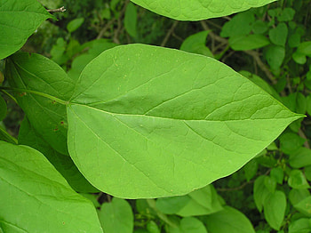 Northern catalpa, Purdue Fort Wayne HD wallpaper