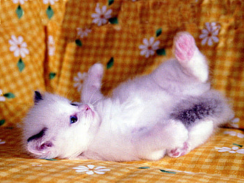 Sweet kitten playing, sweet, kitten, sheet, cat HD wallpaper