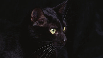 Animals, Cat, Muzzle, Sight, Opinion HD wallpaper