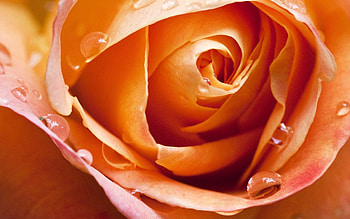 Flower, Macro, Rose Flower, Rose, Petals, Dew HD wallpaper