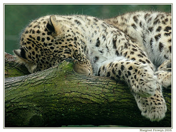 Nap Time, nap, leopard, big, cat, sleep HD wallpaper
