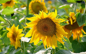 Plants, Flowers, Sunflowers HD wallpaper