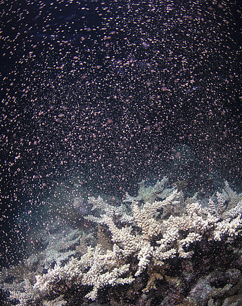 Great Barrier Reef, Spectacular coral blooms, Coral crown spectacle, Nature's masterpiece HD phone wallpaper