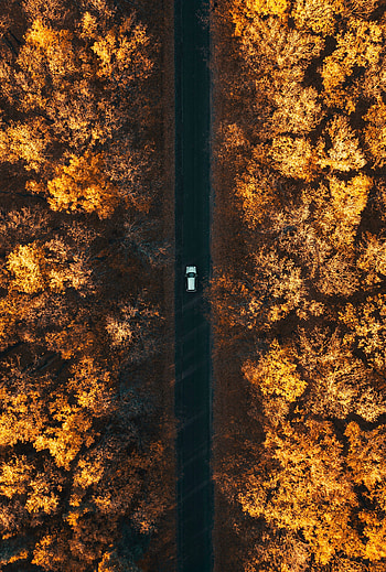 Nature, Trees, Autumn, View From Above, Road, Forest, Car, Machine, Below, Down Below HD phone wallpaper