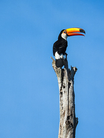 Animals, Bird, Beak, Pillar, Post, Toucan HD phone wallpaper