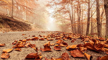 Leaves Fall On Road, leaves, nature, road HD wallpaper