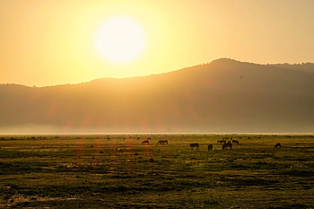 Expectations on Ngorongoro Crater safari, Ultimate guide HD wallpaper