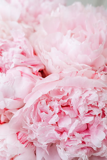 Delicate light pink peonies in full bloom, showcasing textures and pastel colors. HD phone wallpaper