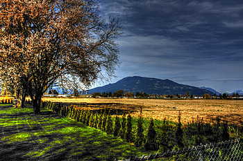 Nature, Landscape, Trees, Field HD wallpaper