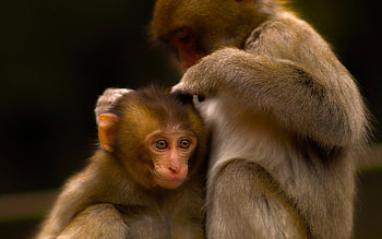 Baby Monkey HD wallpaper