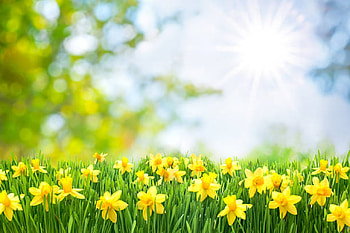 Yellow daffodils, Nature, Spring, Daffodils, Garden HD wallpaper