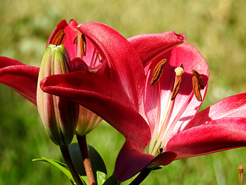 Lily, Flowers, Summer, Red, graphy HD wallpaper