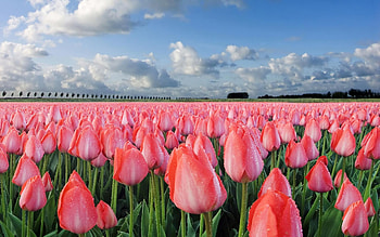 Landscape, Flowers, Fields, Tulips HD wallpaper
