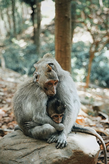 A tender moment between a mother and baby macaque in their natural habitat. HD phone wallpaper