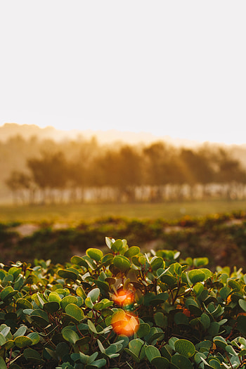 Nature, Leaves, Bush, Plant, Glare HD phone wallpaper