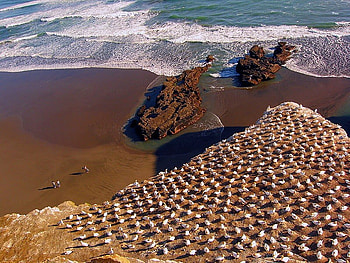 Birds on Beach, cool HD wallpaper