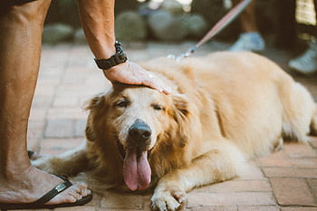 A Golden Retriever being petted while lying outdoors, showing love and relaxation. HD wallpaper