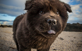 Black Chow Chow puppy, Furry dog, Close-up view, Cute pet HD wallpaper