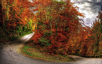 Autumn Forest Road, colors, grass, orange, day, leaves, green, yellow, red, clouds, trees, autumn, road, nature, sky HD wallpaper