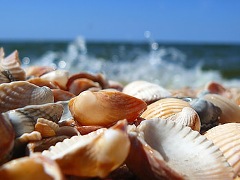 Landscape, Sea, Shells HD wallpaper
