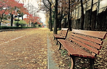 Autumn park scene with empty benches and fallen leaves, creating a tranquil atmosphere. HD wallpaper