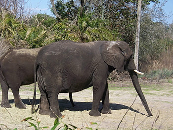 The Elephant walk, big, wildlife, animals, elephant HD wallpaper
