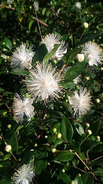 Myrtle Herb, Botanical illustration, Flowers and plants, Nature's artistry HD phone wallpaper
