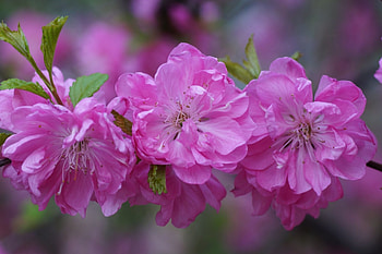 *, TWIG, FLOWERS, NATURE, FLOWERING HD wallpaper