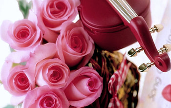 Roses, wallpper, color, new HD wallpaper