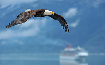 Animals, Sky, Flight, Wings, Eagle HD wallpaper