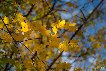 Yellow leaves on a tree, sky, nature, forests, tree, blue, golden, graphy, , yellow, light, autumn, branches HD wallpaper