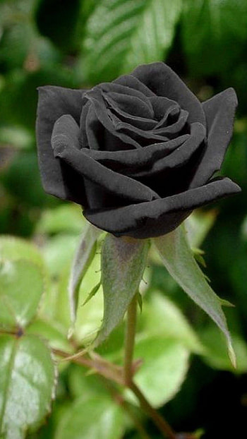 Black Rose, Rose, Black Rose Adorable Rose HD phone wallpaper