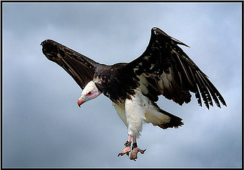 White Headed Vulture, bird, eagle, crazy bird HD wallpaper