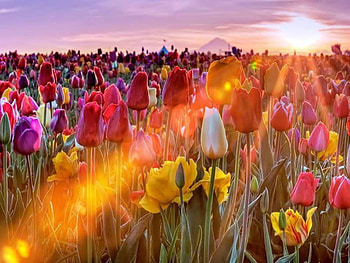 Lighted Tulips Field, glare, rays, field, colored tulips, nature, sun HD wallpaper
