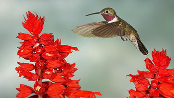 Animals, Flowers, Humming-Birds, Bird, Branch, Wings, Wave, Sweep HD wallpaper