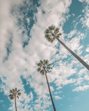 Nature, Sky, Clouds, Palms, Bottom View HD phone wallpaper