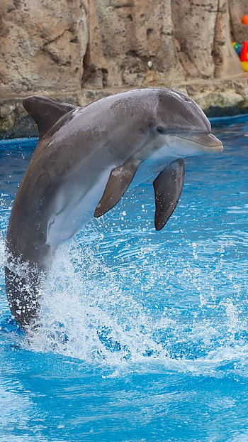 Dolphin, Cute Fish, Dolphin Fish HD phone wallpaper